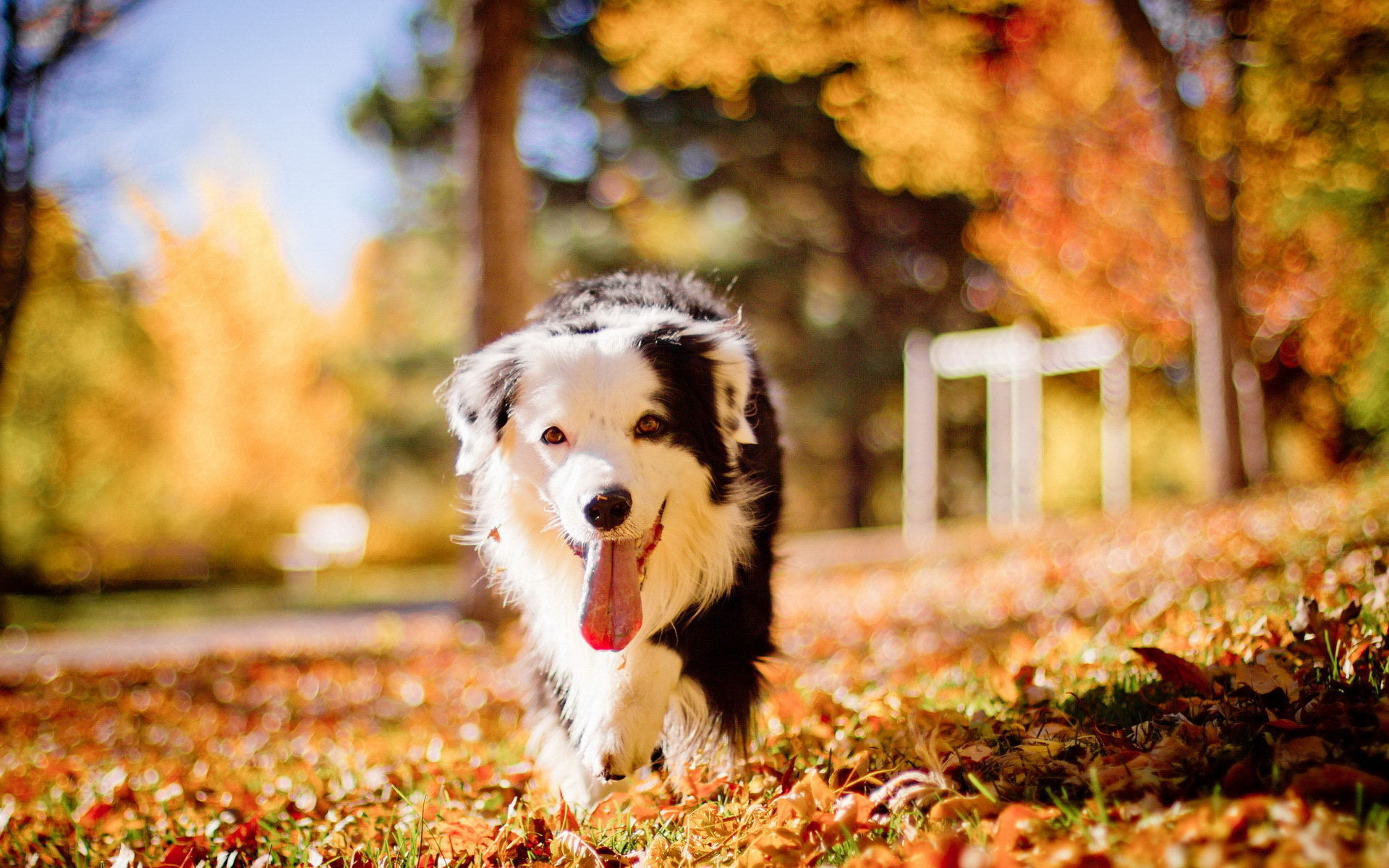 Cute Dog In Romantic Autumn Wallpaper And Image