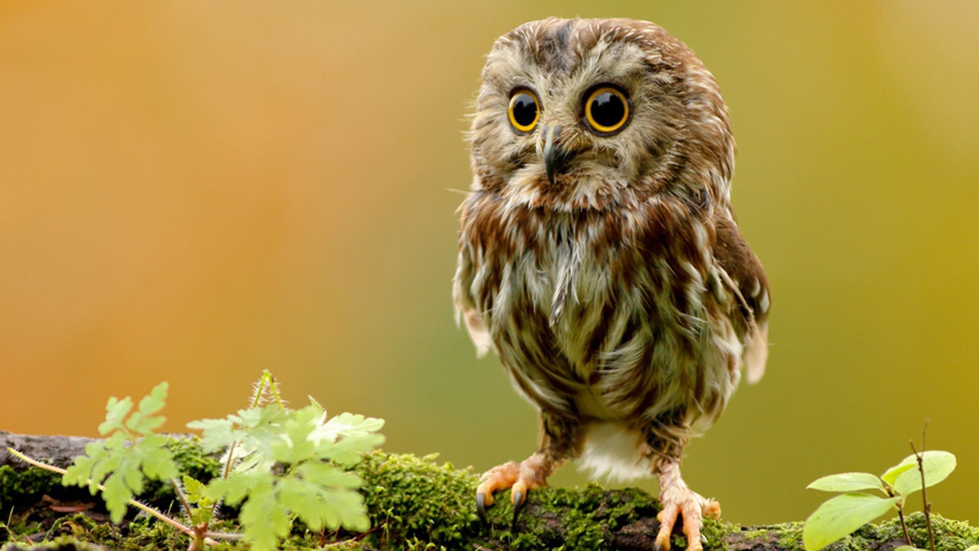 Cute Baby Owls Wallpaper Owl