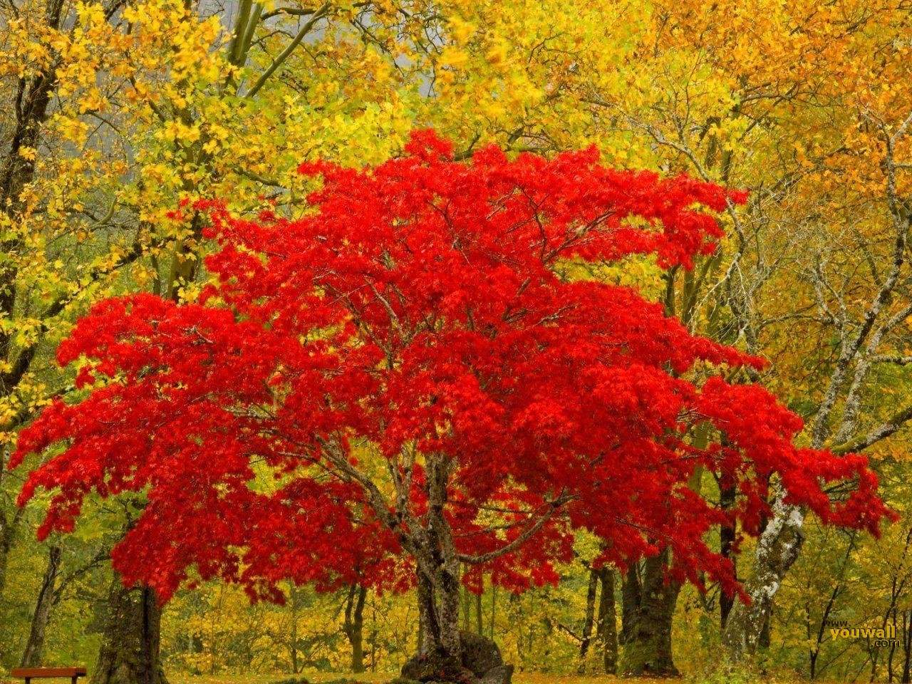 And White Wallpaper Red Yellow Trees