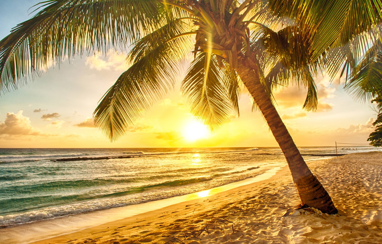 Wallpaper Sand Sea Beach Sunset Tropics Palm Trees Shore