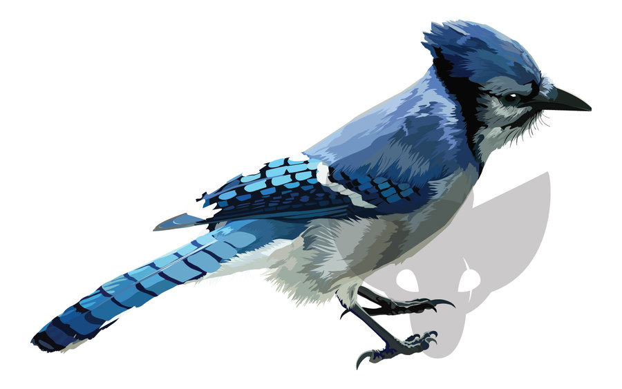 Blue Jay Vector Finished By Stormyzoonoc