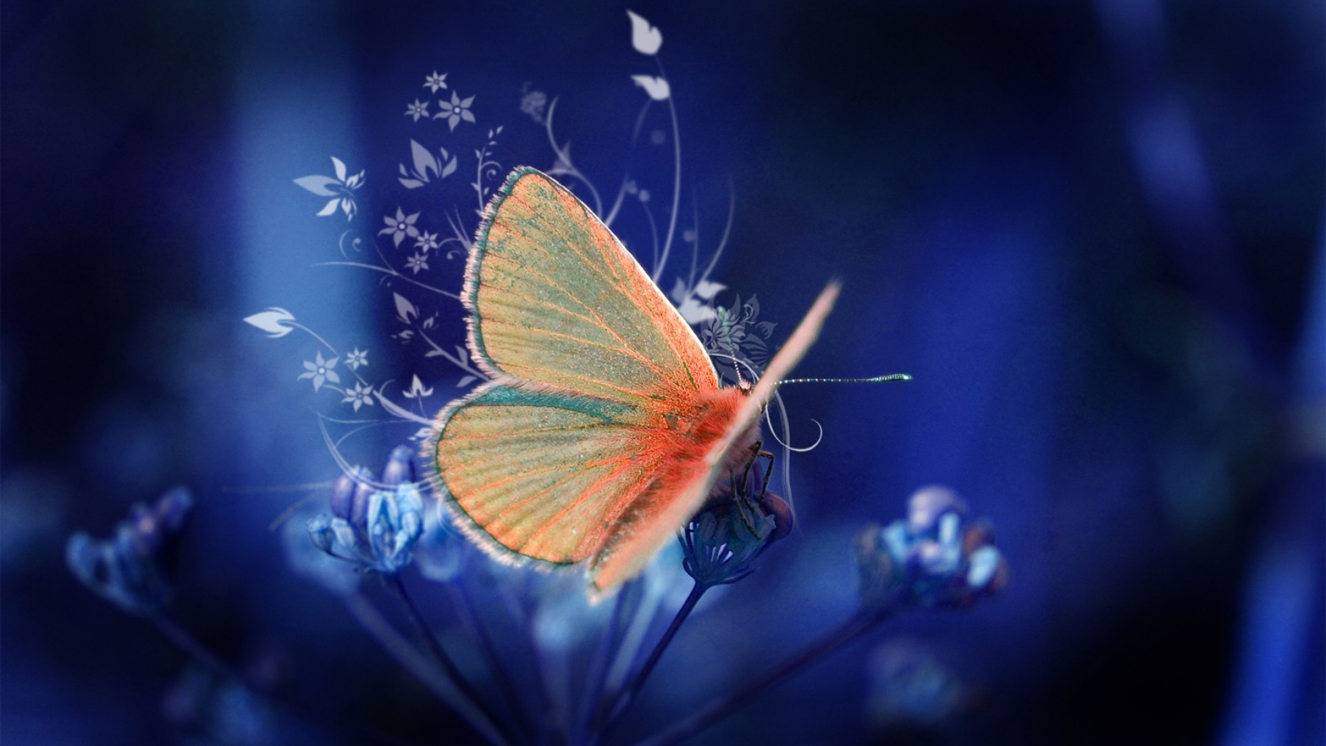 Blue Butterfly Background Desktop Background For