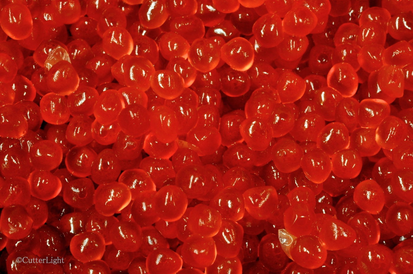 Chinook Salmon Eggs Image Pictures Becuo