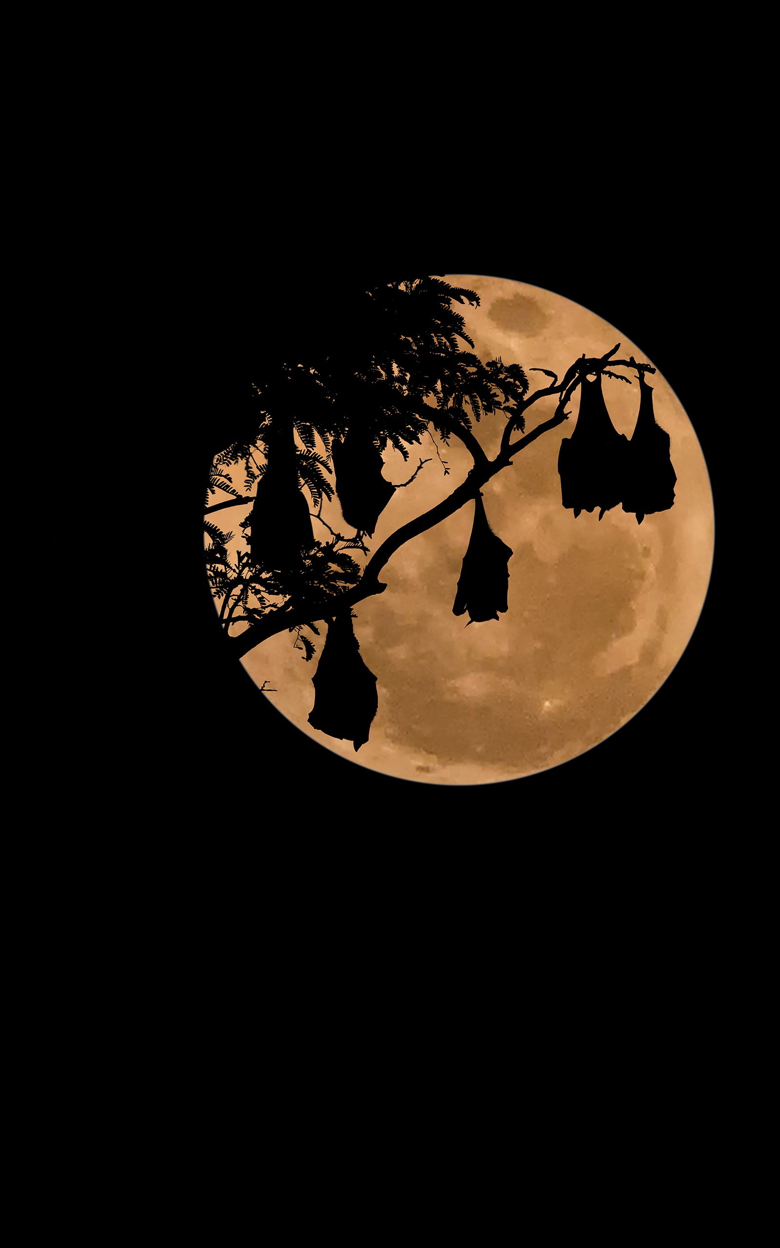 Bare Tree Illustration Bats Moon Night Simple Background HD