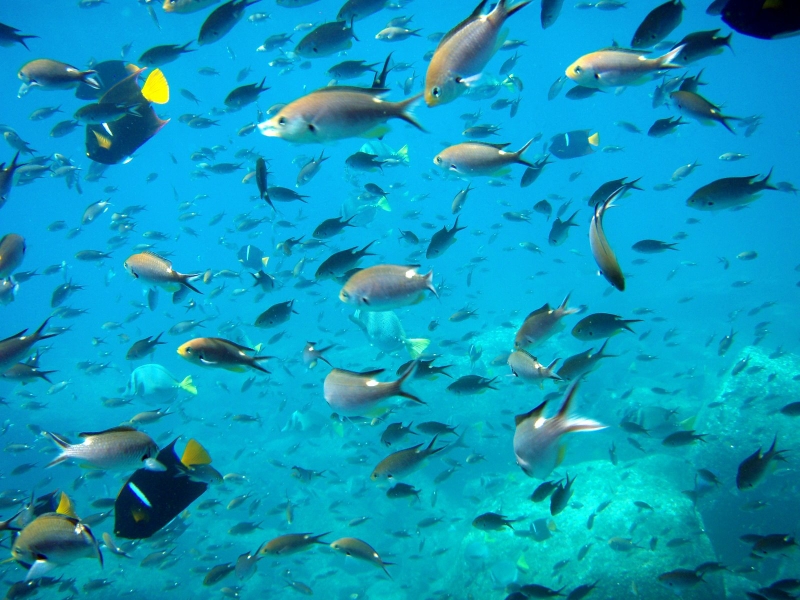 Water Ocean Fish Sea Wallpaper Animals HD Desktop