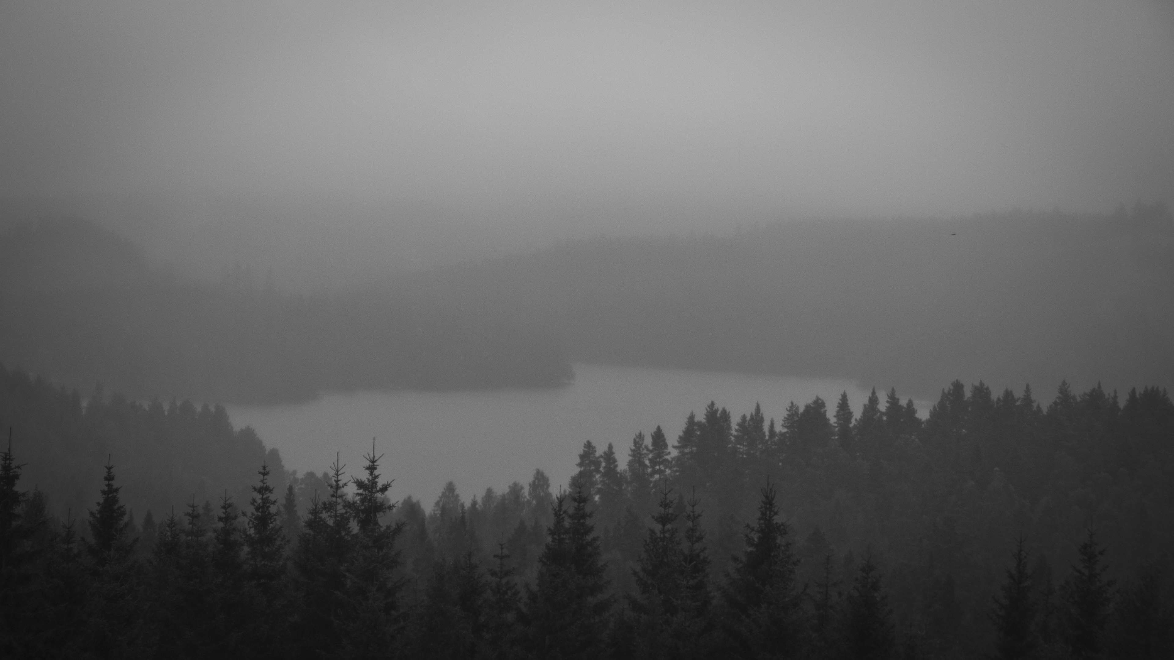 Black And White Forest Lake Mist 4k Wallpaper HDwallpaper