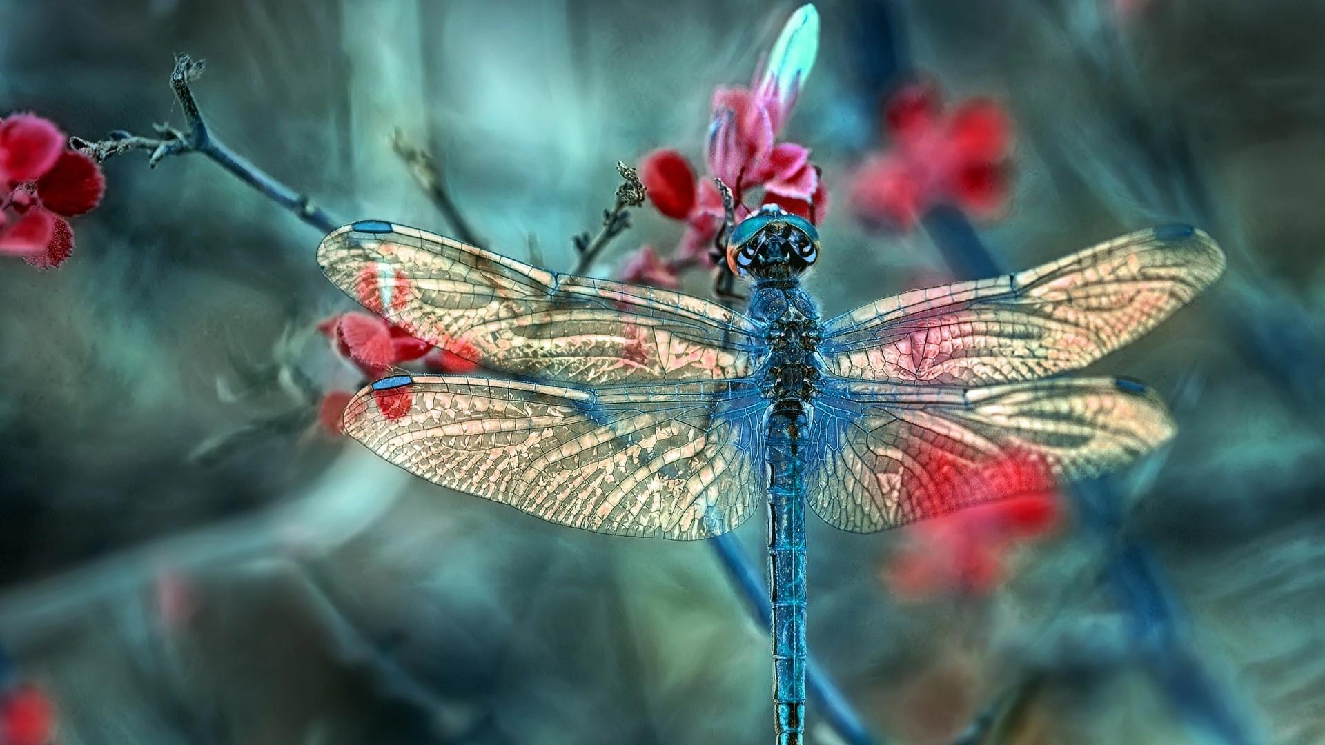 Concept Macro Photography Desktop Wallpaper