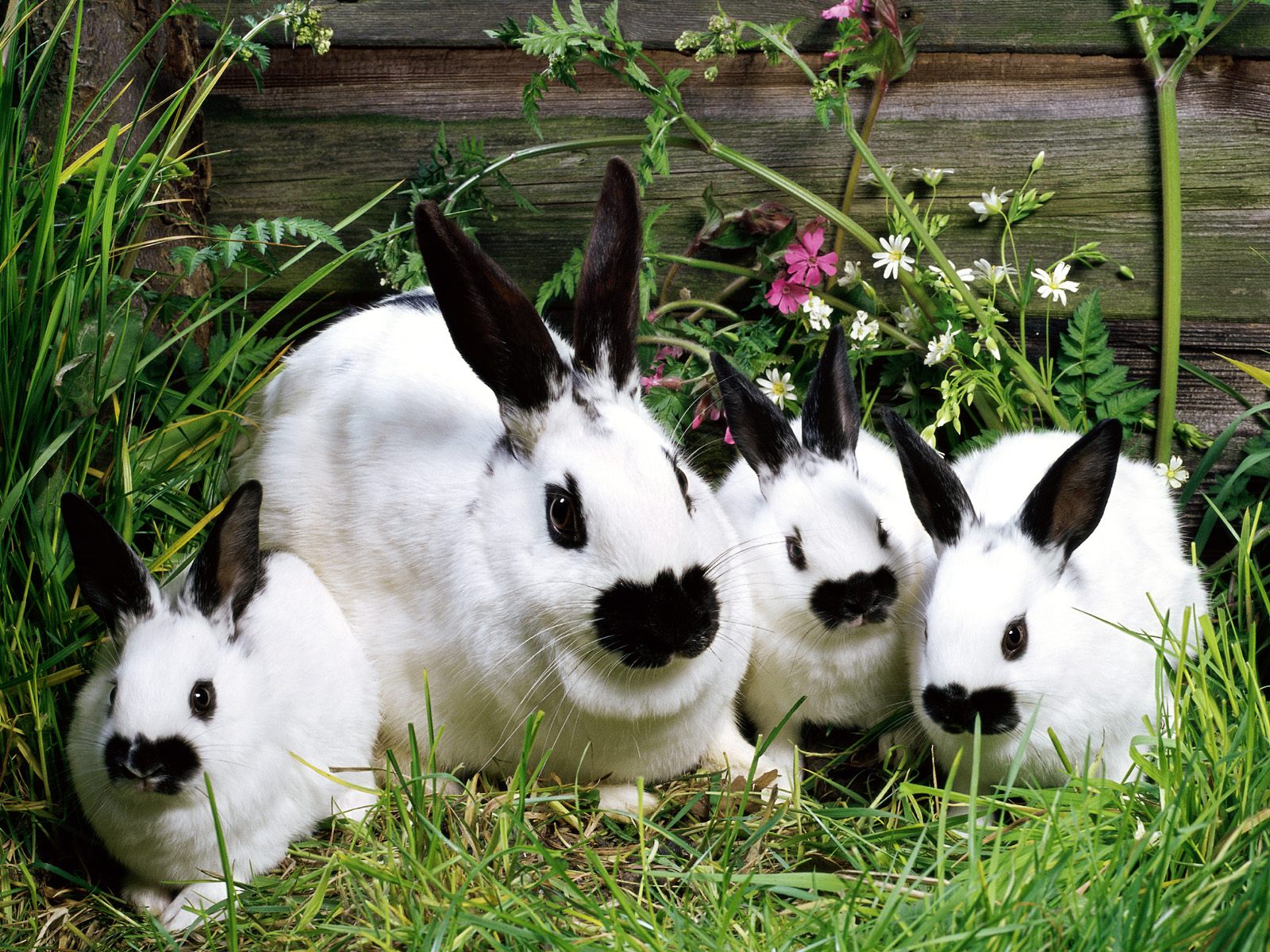 Beautiful Rabbits Wallpaper