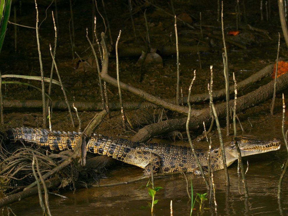Photo Young Crocodile On A Riverside