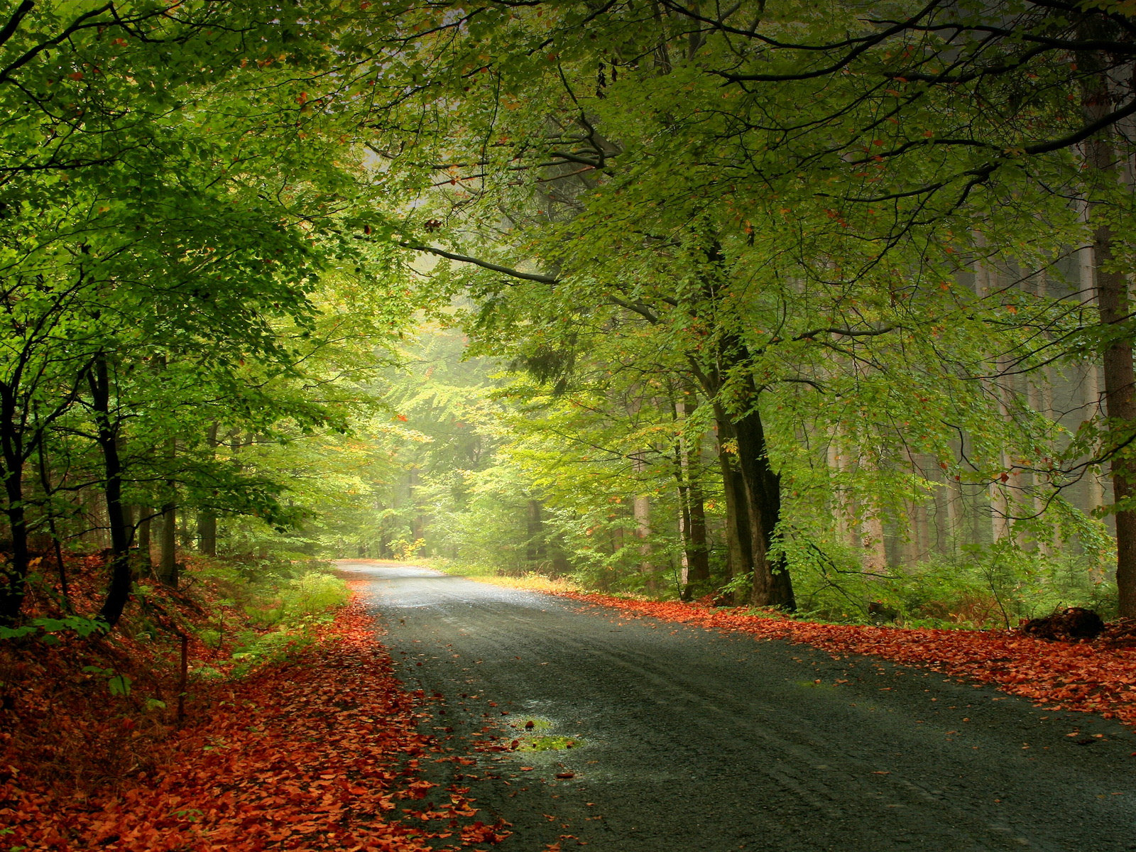 Forest Road During Autumn Wallpaper Wide HD