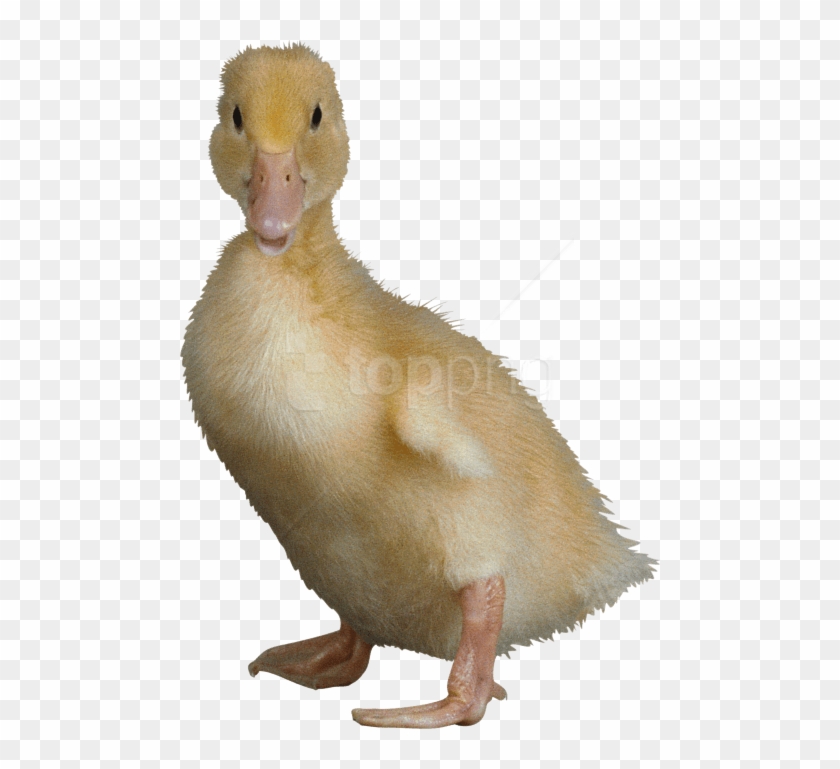 Png Duck Image Background Ugliest