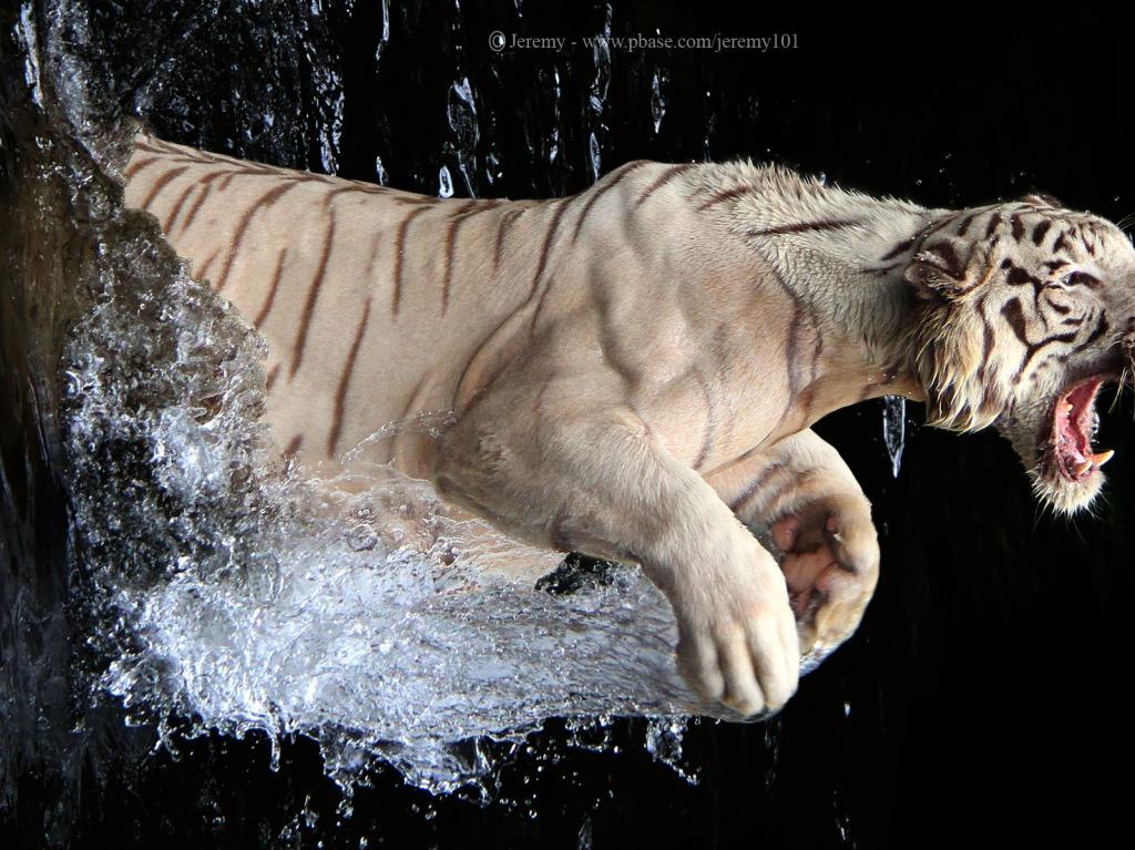 Free download white bengal tiger pictures [1024x768] for your