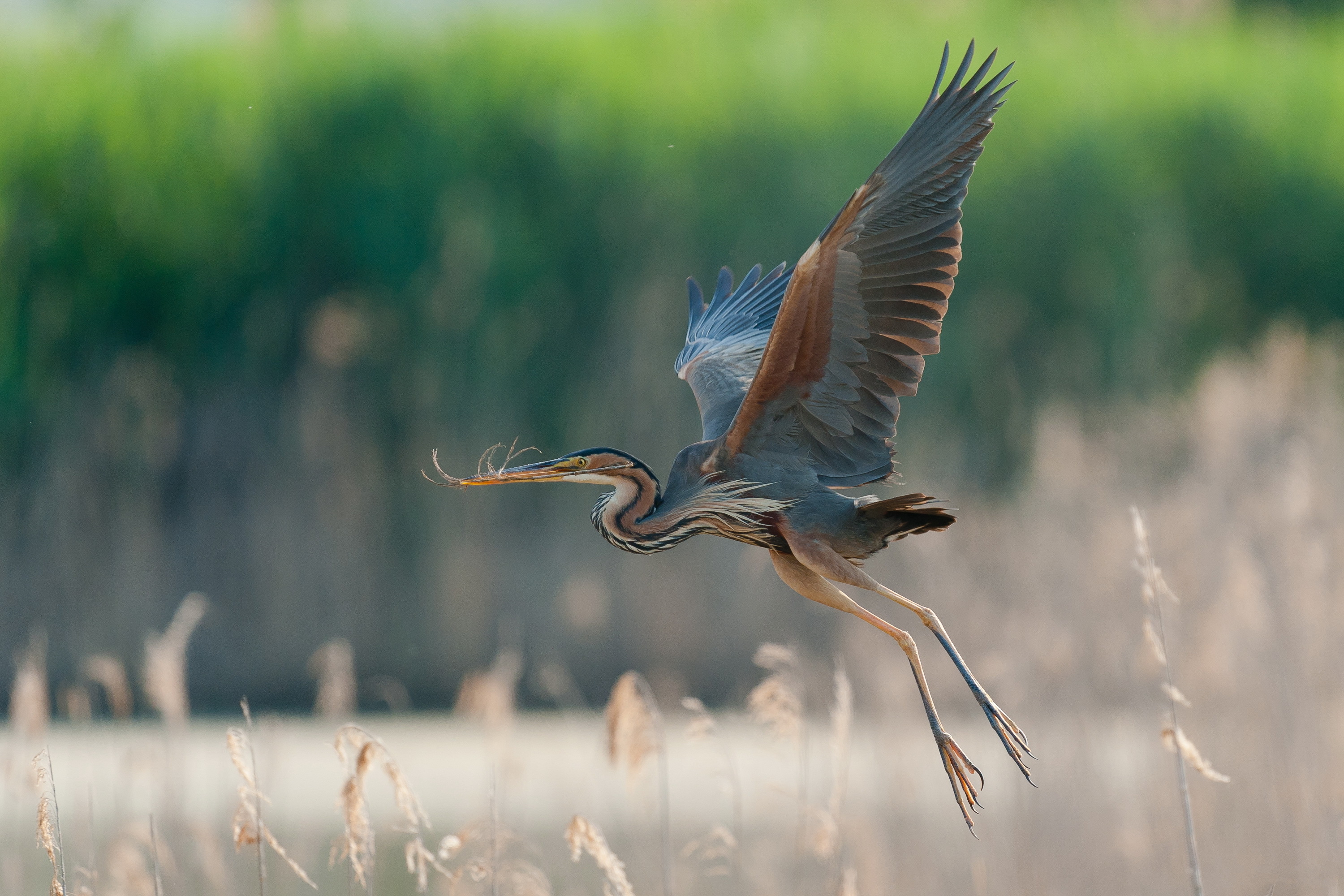 Great Blue Heron HD Wallpaper Background Image Id