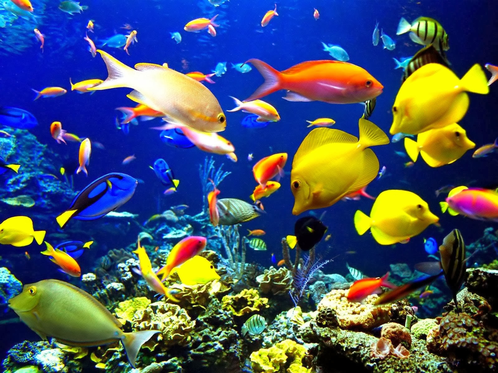 Aquarium Wallpaper Beautiful Desktop