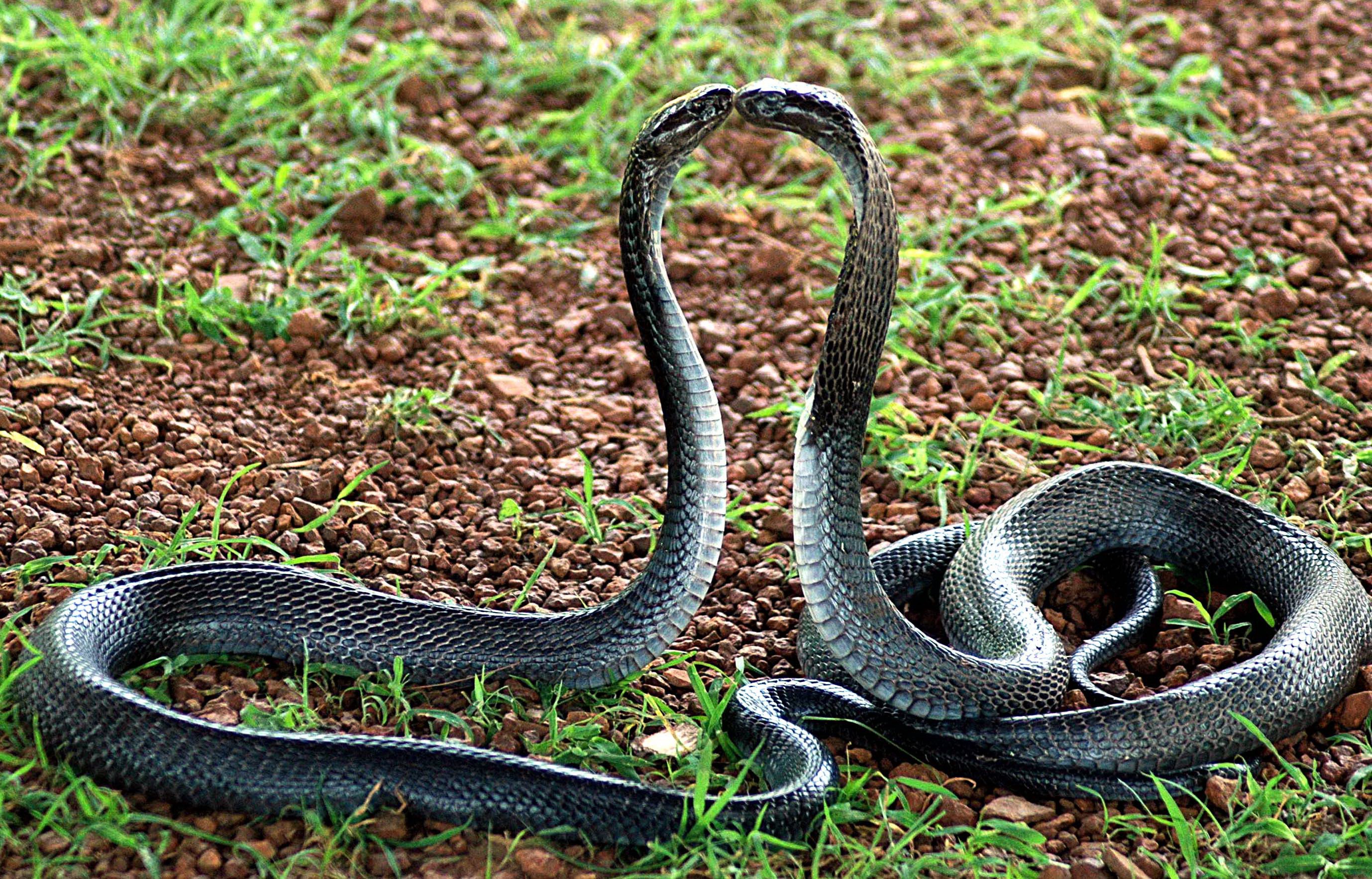 King Cobra Snakes HD Wallpaper Background Image