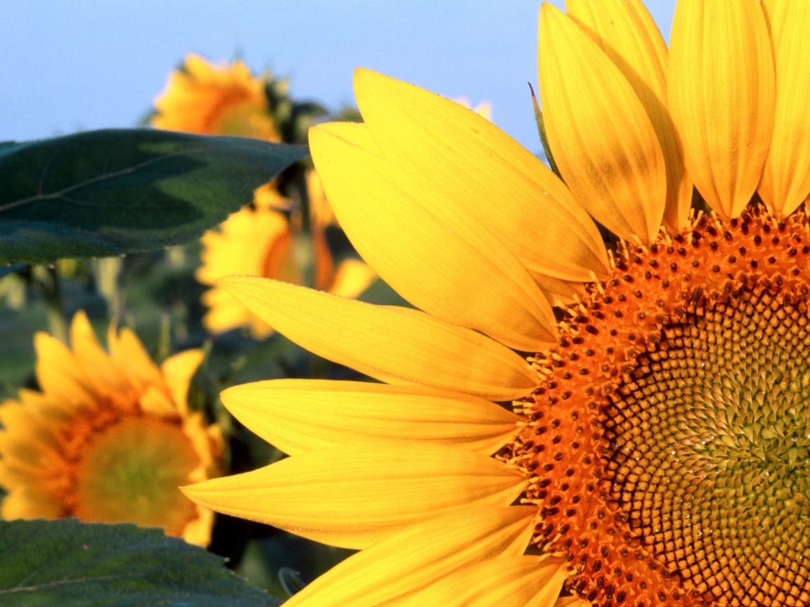 Sunflower Nebraska Wallpaper HD