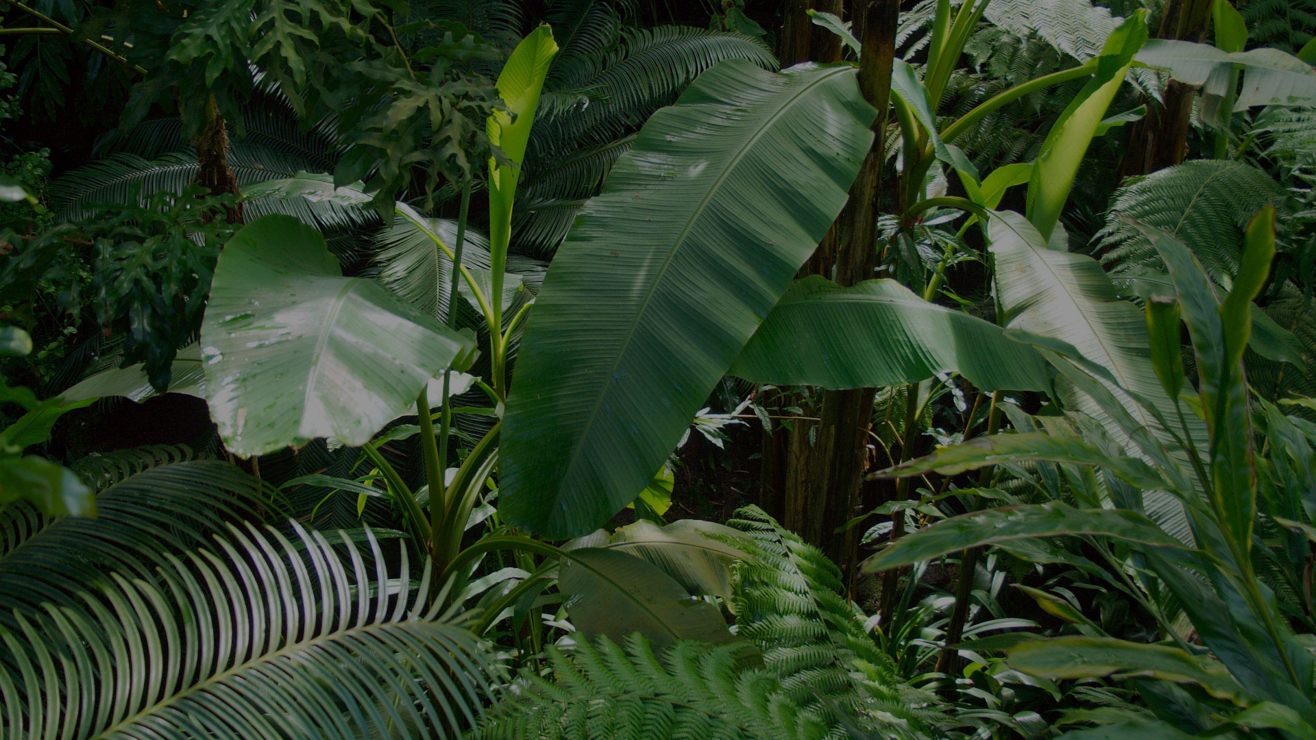 Leafy Background Darker Tell Someone Who Cares