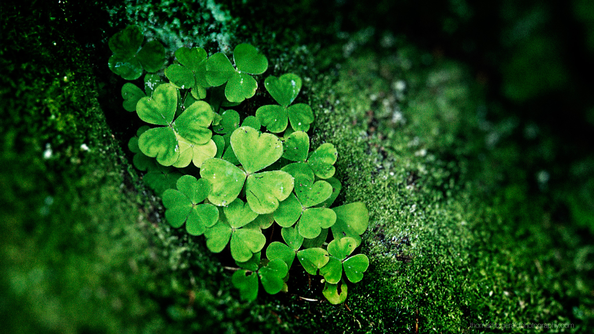 Shamrock HD Wallpaper High Definition