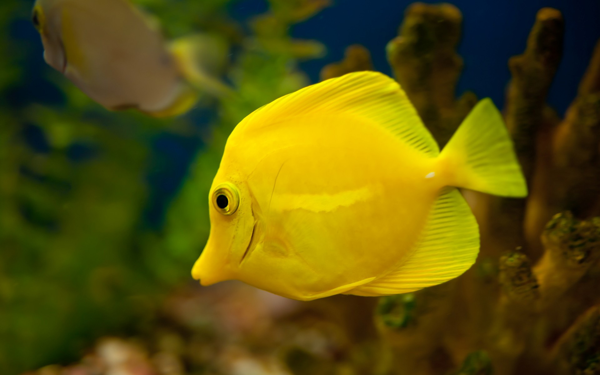 Yellow Tropical Fish Photography Wallpaper Animal Desktop Background