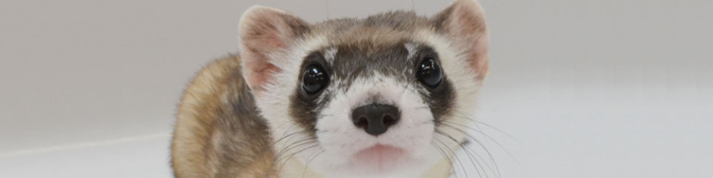 Home Conservation Local Black Footed Ferret