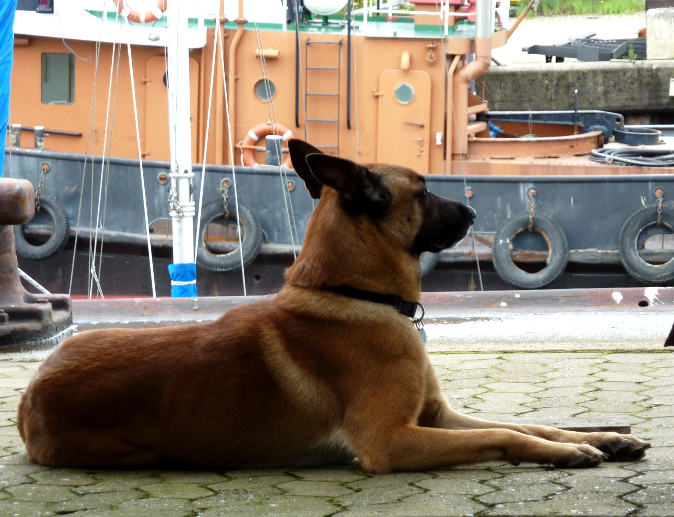 Belgian Shepherd Dog Malinois In The Port Photo And
