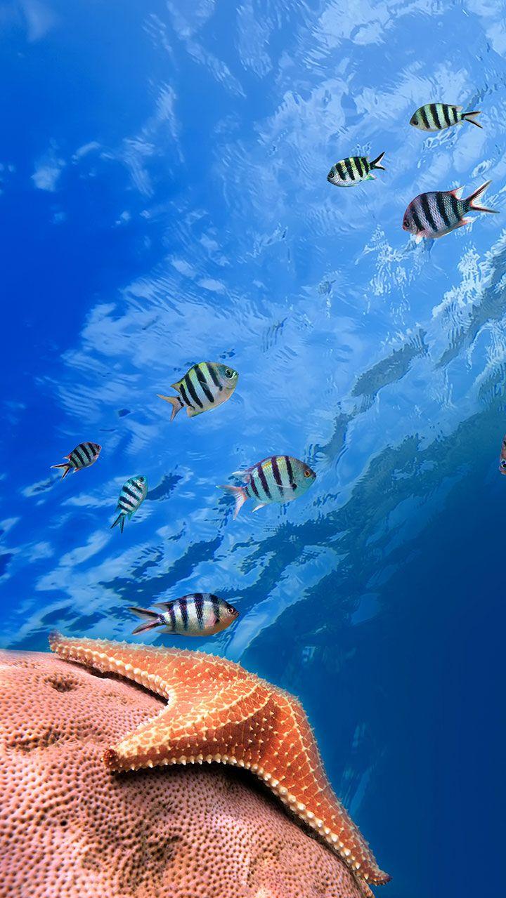 Ocean Fish Live Wallpaper Amazon Appstore For Android