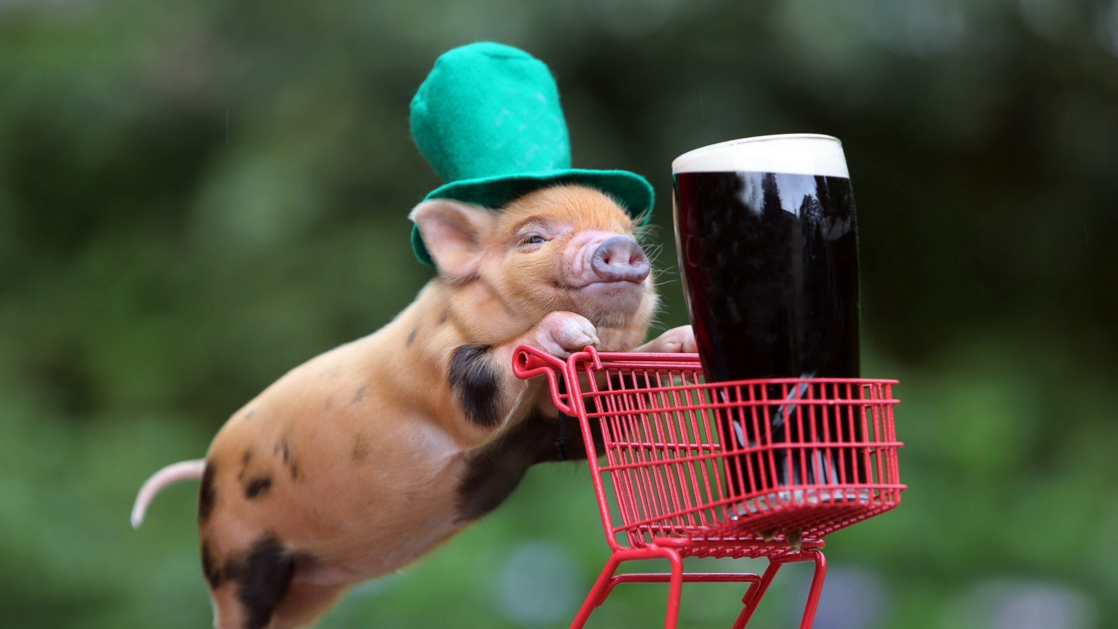 Cute Pig Wallpaper