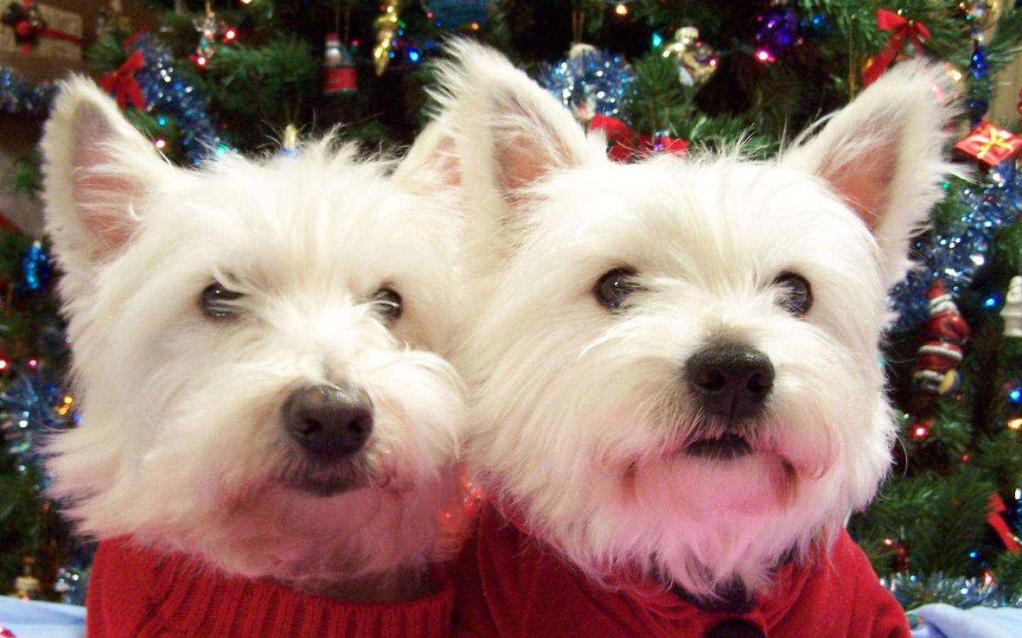Two West Highland White Terrier Dogs Photo And Wallpaper Beautiful