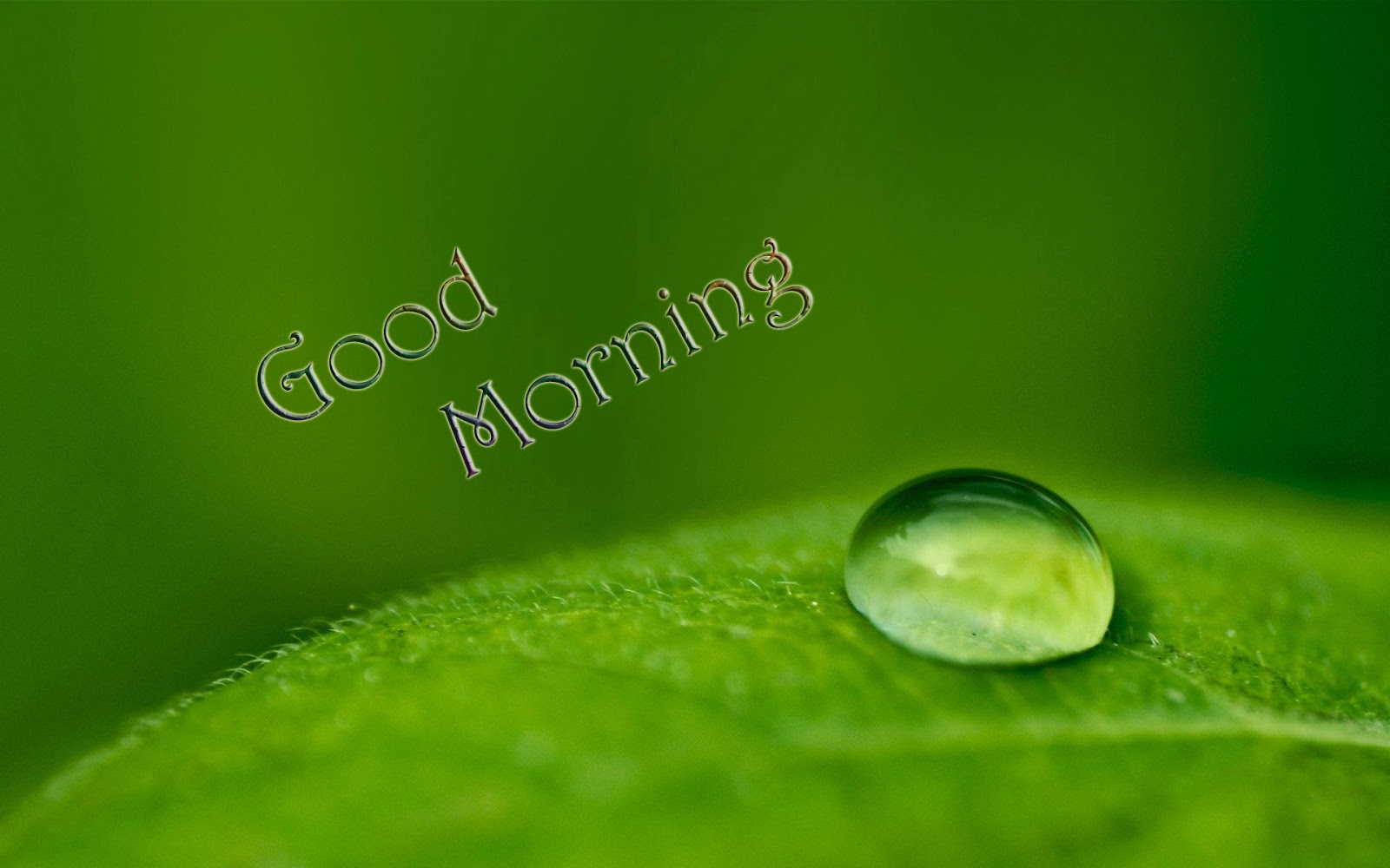 Lovely And Beautiful Good Morning Wallpaper