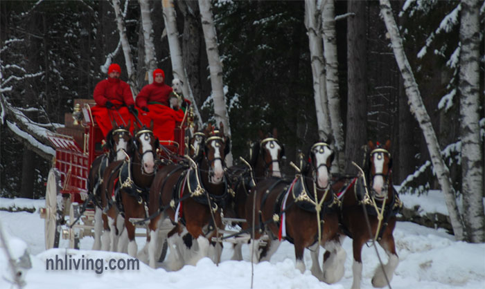 Clydesdale Horses In Snow Budweiser clydesdale horses in