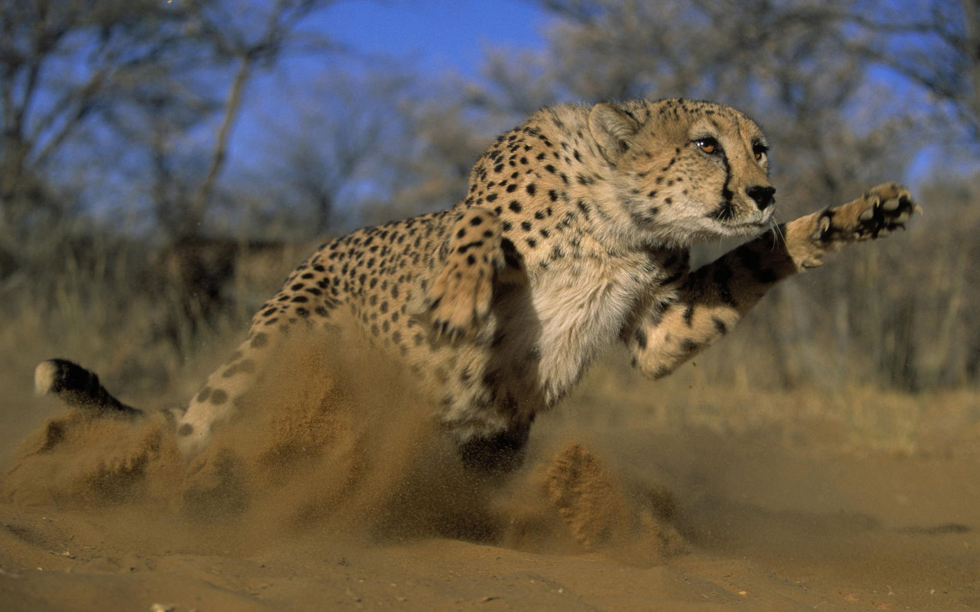 King High Definition Wallpaper The Of Speed Cheetah HD