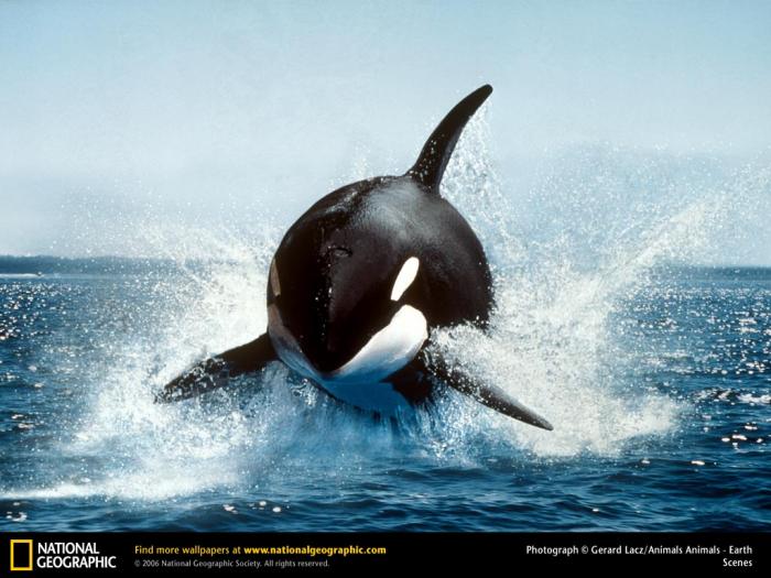 National Geographic Killer Whale Breaching Wallpaper