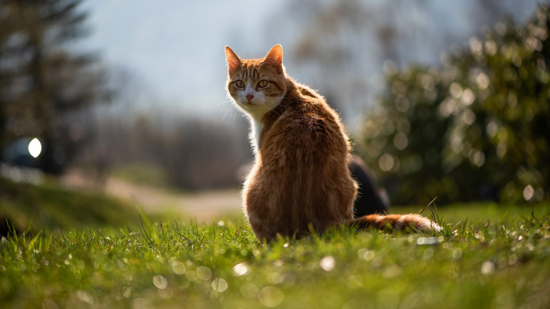An orange tabby cat sits in a grassy field, looking back over its shoulder at the camera. The cat's fur is highlighted by the sun, and the background is softly blurred