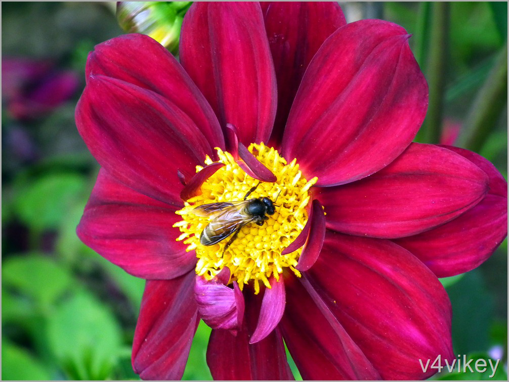 Honey Bee On Deep Red Dahlia Wallpaper Tadka