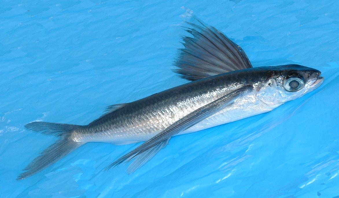 Flying Fish Over Water Photo And Wallpaper