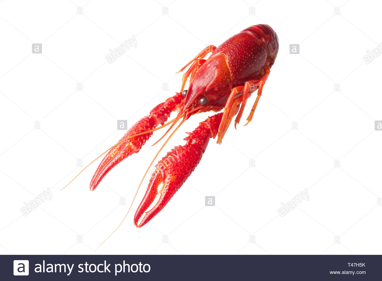 Boiled Red Crawfish Isolated On White Background Stock Photo