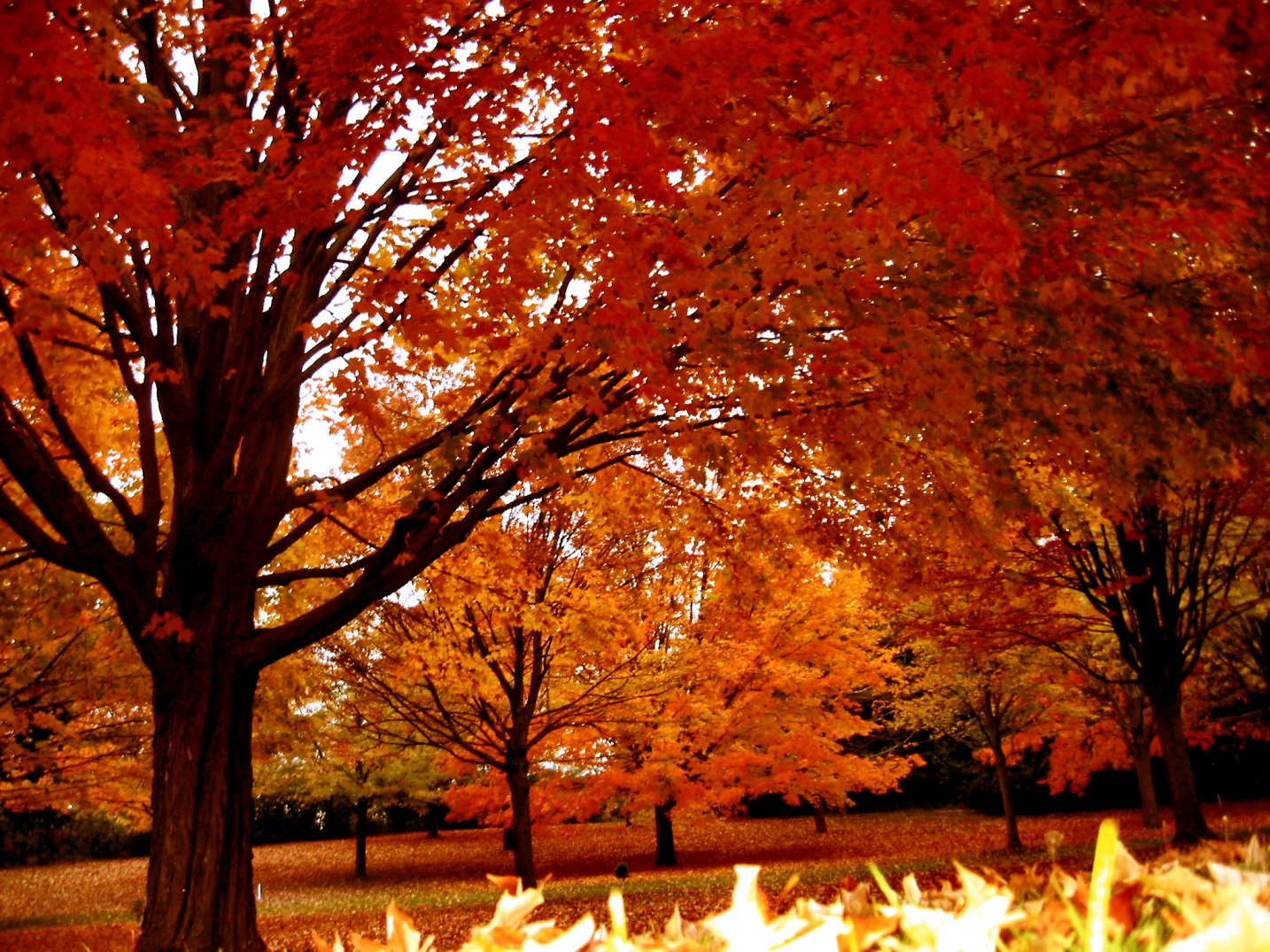 Amp Autumn Tree Photos In A Drizzling Rain Wisconsin And An