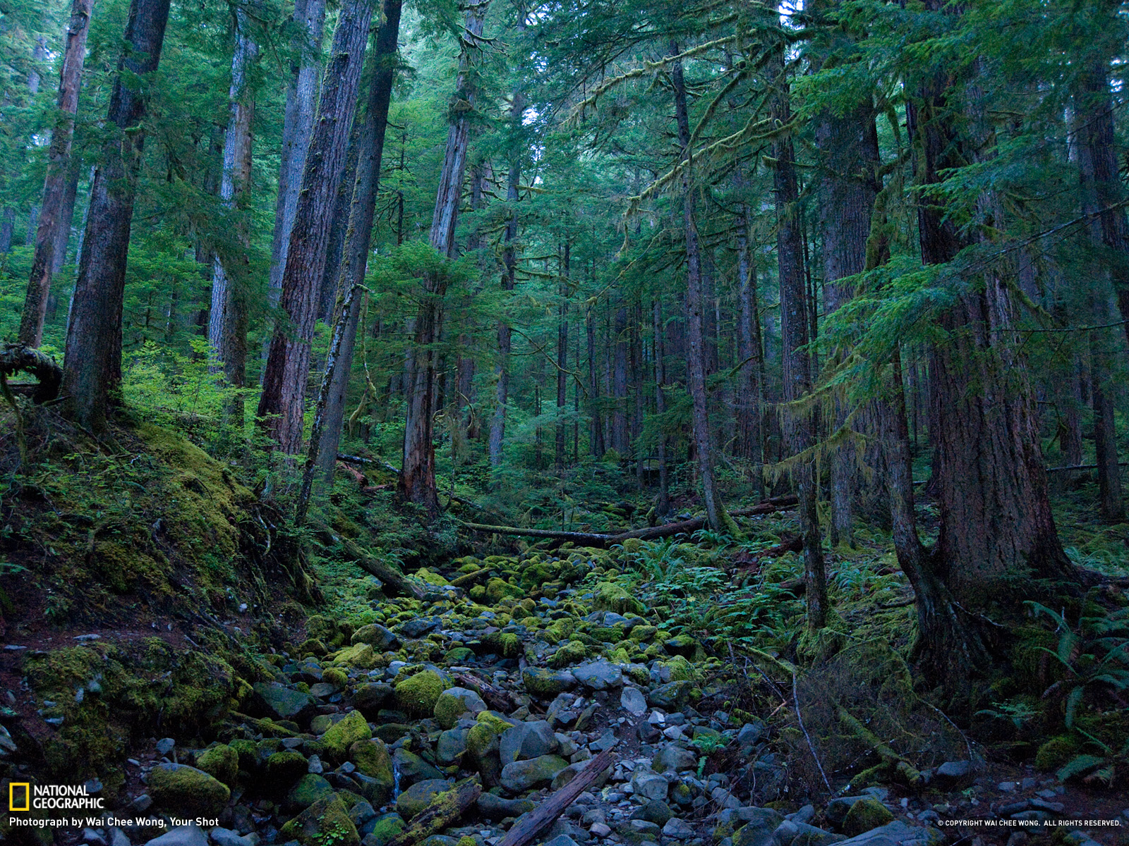 Hoh Rain Forest Picture Olympic National Park Wallpaper