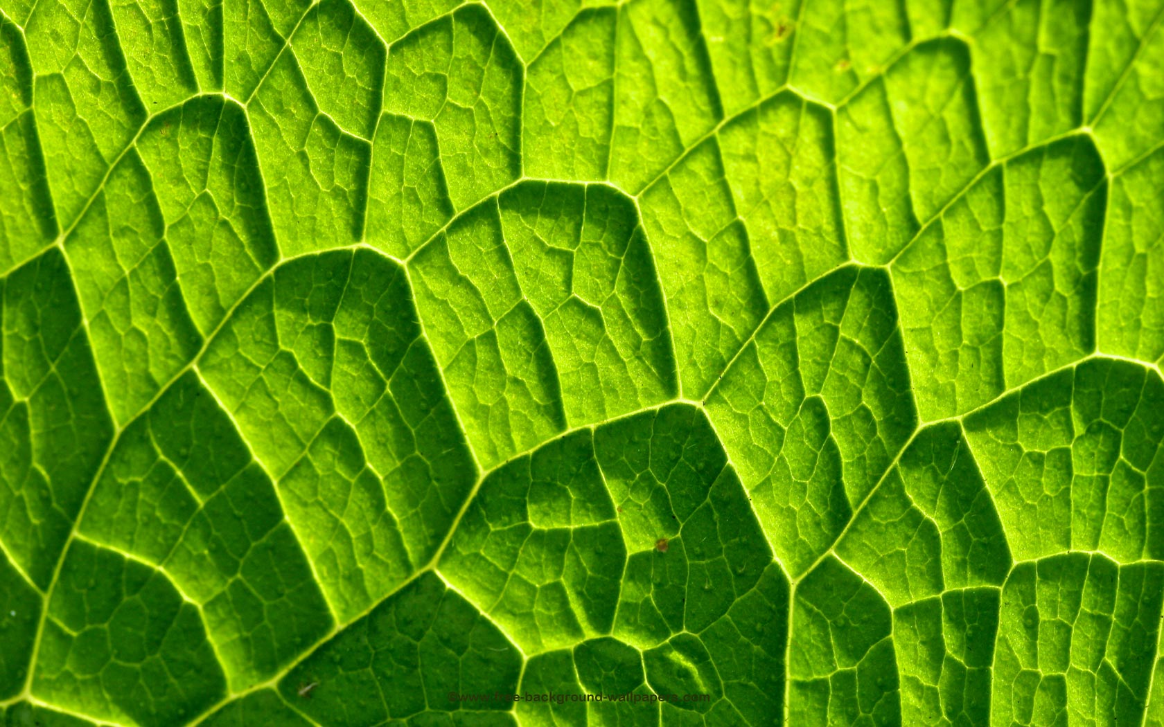 Large Scale Leaf Pattern Wallpaper