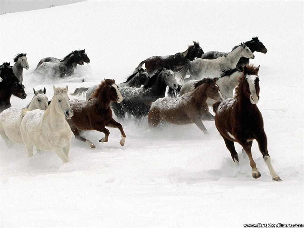 Desktop Wallpapers Animals Backgrounds Snow Horses www