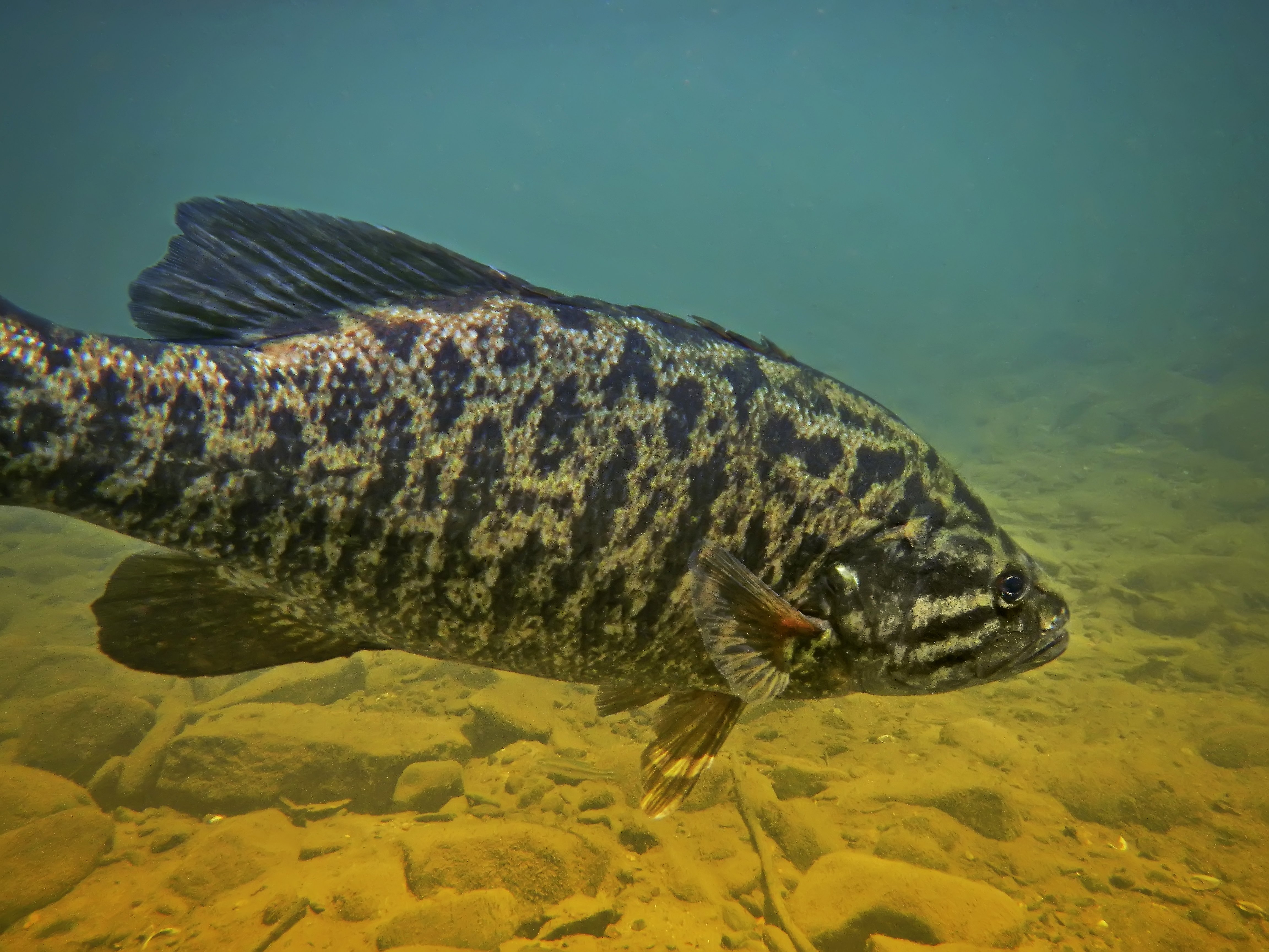 🔥 Free download TROPHY SMALLMOUTH BASS FISHING ON ALABAMAS WILSON AND ...