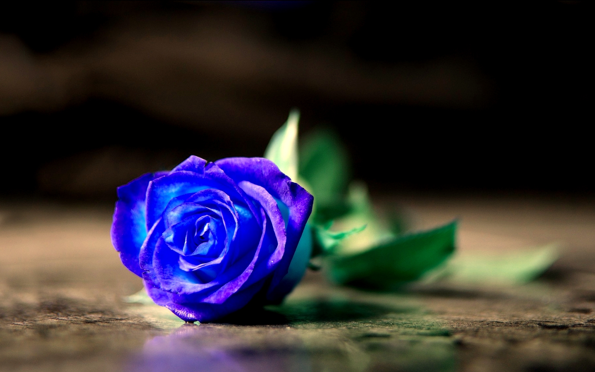 Blue Rose Desktop Background