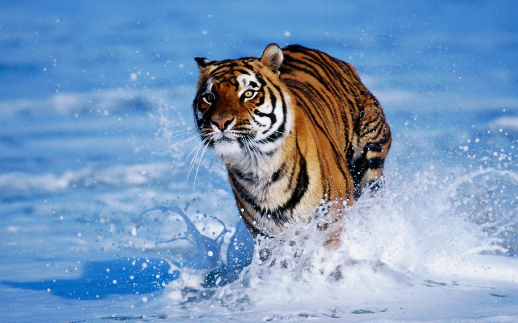Tiger Running In The Water Wallpaper