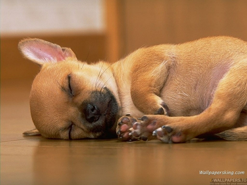 Brown Sweet Puppy Sleeping Animals Dogs HD Desktop Wallpaper