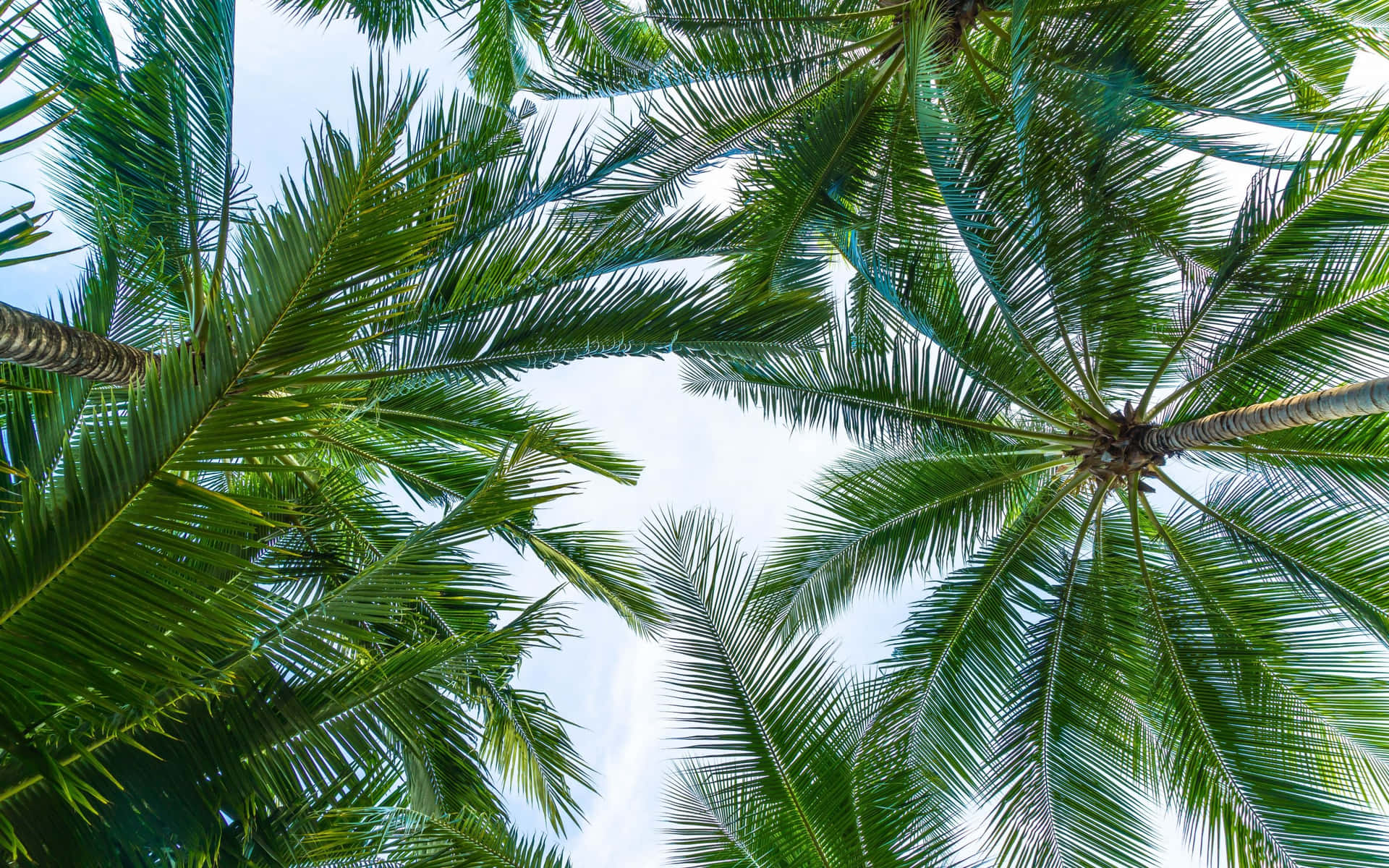 Tropical Leaves Desktop Wallpaper