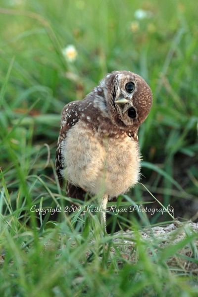 Lovable Pictures Of Baby Owls