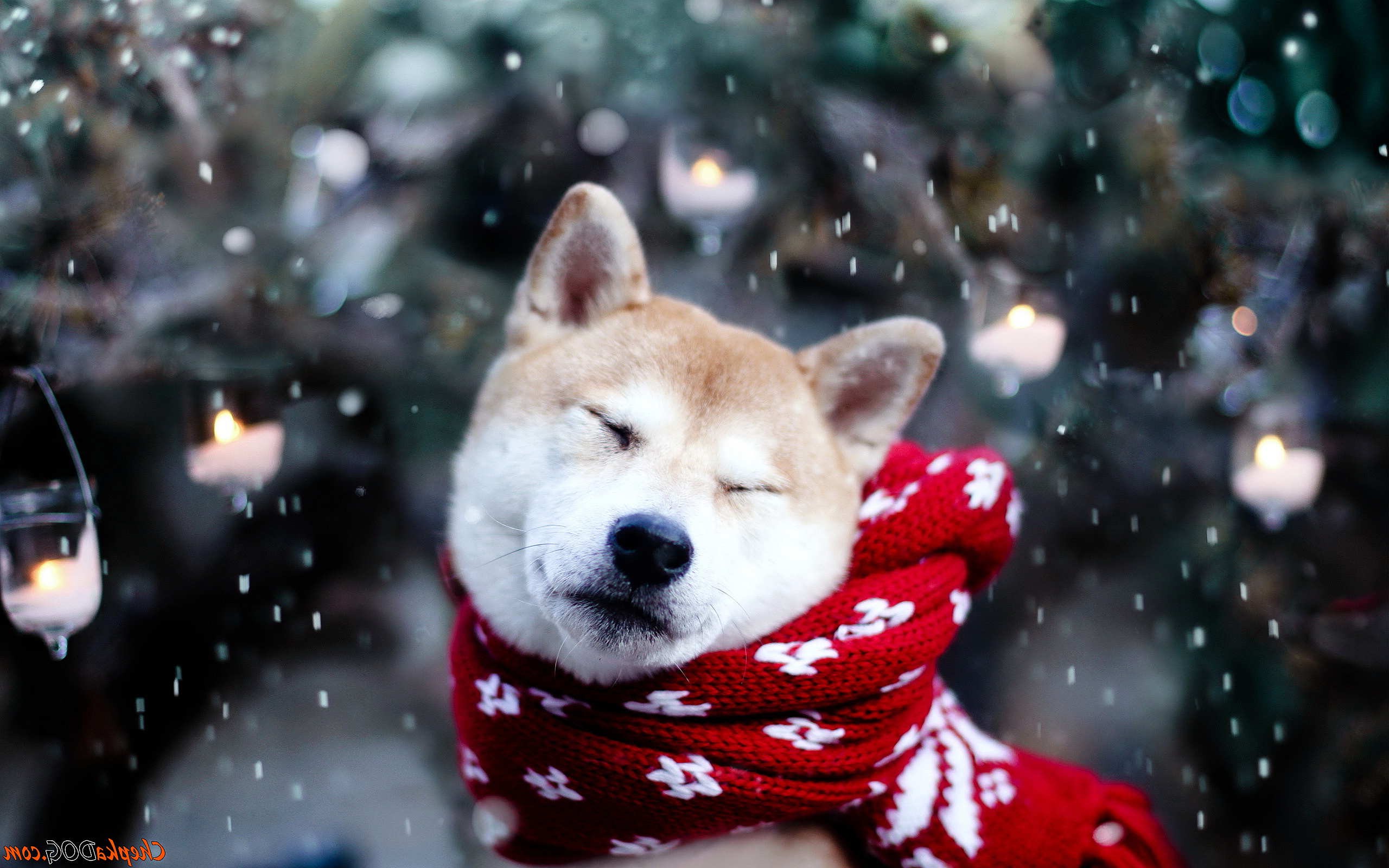 Dog Shiba Inu Snow Animals Wallpaper HD Desktop And