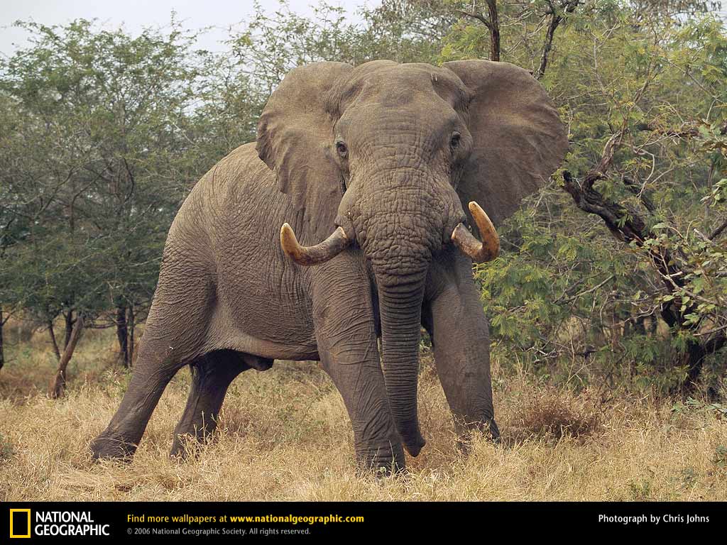 Elephant Desktop Wallpaper Animals