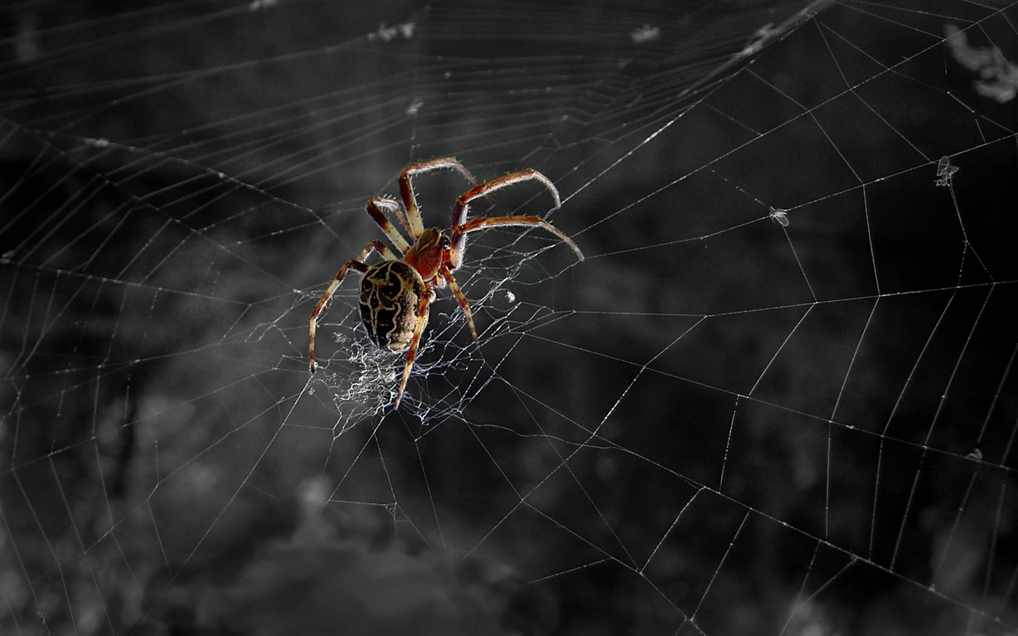 Spider Web Background