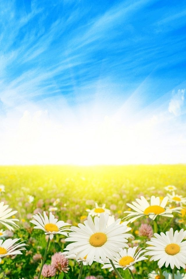 Sunny Daisies iPhone HD Wallpaper